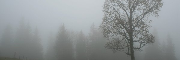 Drzewo, Mgła, Jesienna