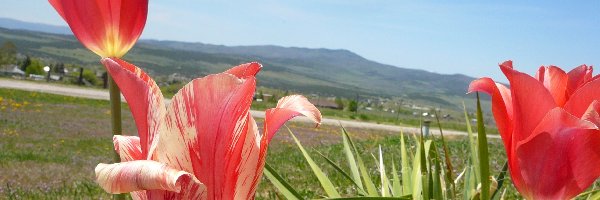 Roślinność, Tulipany, Łąka