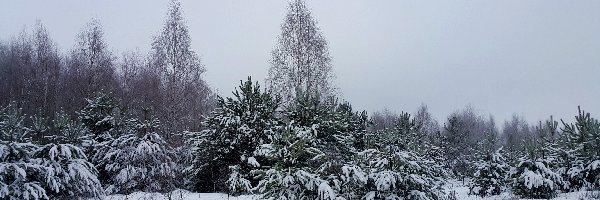 Las, Drzewa, Ośnieżone, Zima