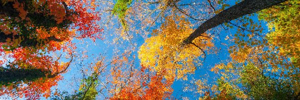 Niebo, Drzew, Wierzchołki, Jesień