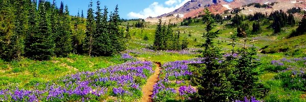 Polne Kwiaty, Ścieżka, Góry