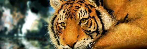 Bengalski, Tygrys