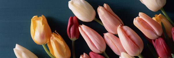 Kolorowe, Tło, Niebieskie, Tulipany