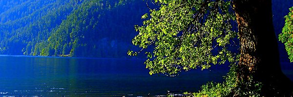 Jezioro, Drzewa, Góry, Kajaki
