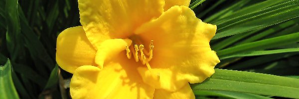 Liliowiec, Żółty, Kwiat