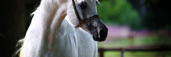 Arab, Koń, Biały