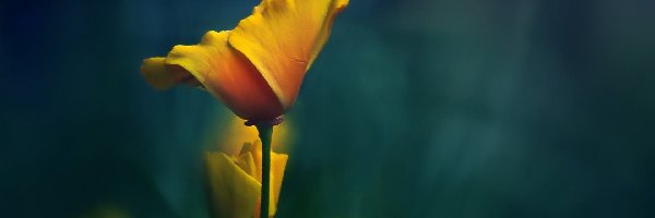 Kwiat, Tulipan, Makro, Żółty