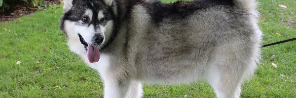 Pies, Malamute, Alaskan, Kanada, Park
