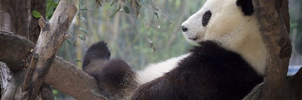 Panda, Niedźwiadek