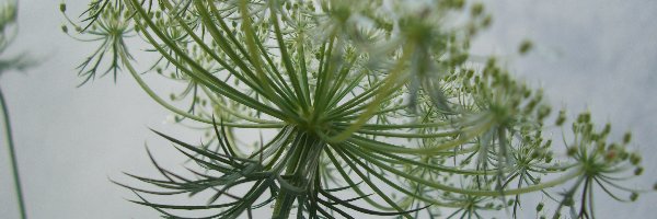 Kwiat, Marchew dzika