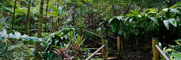 Tropikalny, Schodki, Ogród Botaniczny, Hawaje