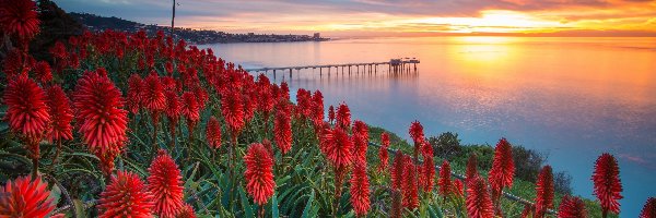 Wybrzeże, Kwiaty, USA, Zachód słońca Morze, Aloes