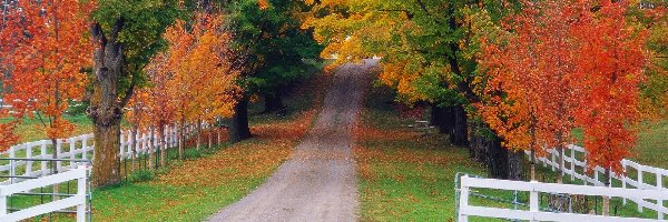 Droga, Drzewa, Jesień, Liście, Kolorowe