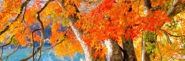 Liście, Klon, Drzewo, Jesień