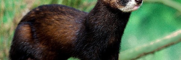 Drzewa, Kuna, Skarpa