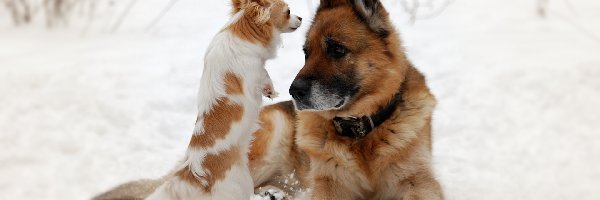 Psy, Niemiecki, Owczarek, Chihuahua, Śnieg