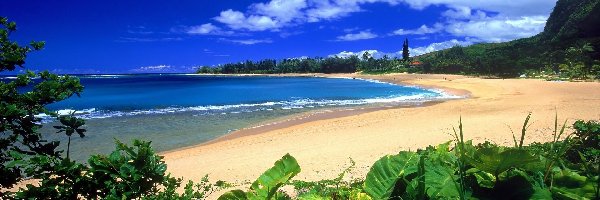 Hawaje, Piasek, Kauai, Woda, Liście