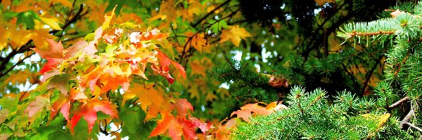 Jesień, Klonu, Liście, Drzewa