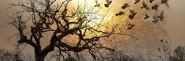 Ptaki, Światło, Przebijające, Drzewo