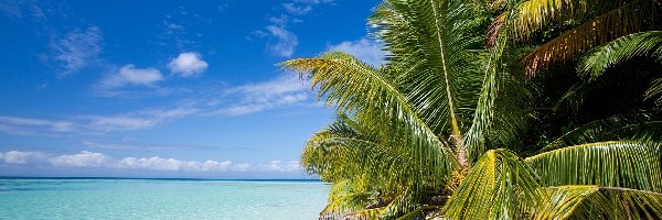 Plaża, Tropik, Palmy, Ocean