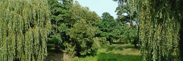 Park, Drzewa, Dolnyśląsk, Most, Kamienie