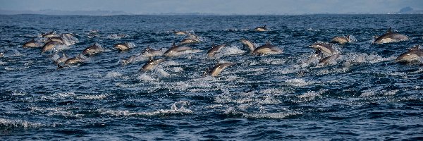 Mewa, Delfiny, Morze