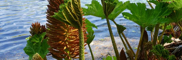 Woda, Liście, Egzotyczna roślina