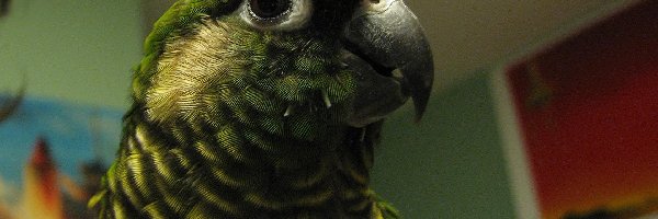 Papuga, Konura, Głowa, Zielona