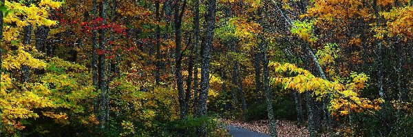 Liście, Kolorowe, Drzewa, Jesień, Droga, Las