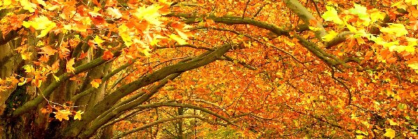 Drzewa, Jesienią, Park
