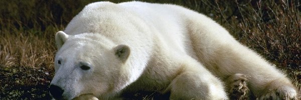 Polarny, Niedźwiedź, Biały