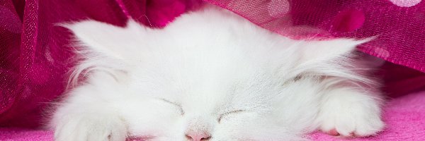 Kotek, Śpiący, Biały