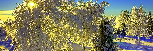 Promienie Słońca, Śnieg, Drzewa