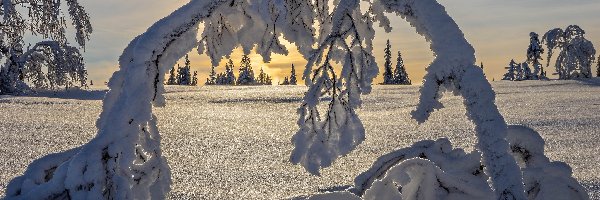 Drzewa, Śnieg, Wschód słońca, Zima