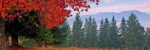 Liście, Jesień, Góry, Drzewa