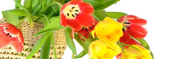 Tulipany, Kolorowe, Kosz