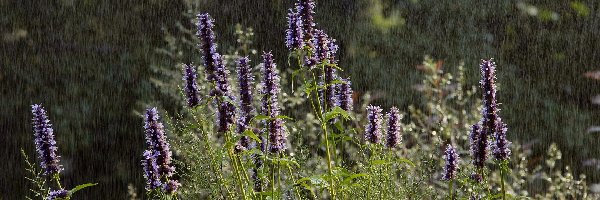 Deszcz, Kwiaty, Polne