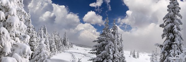 Drzewa, Śnieg, Świerki, Wzgórza