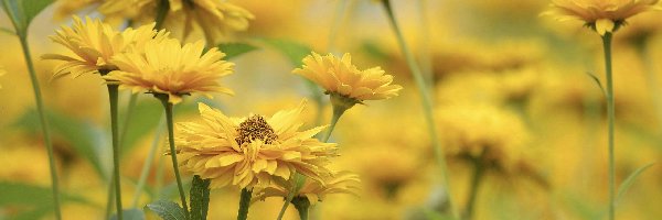 Słoneczniczek szorstki, Kwiaty, Żółte