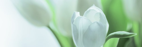 Kwiaty, Tulipany, Białe