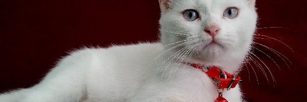 Kot turecka angora, Biały