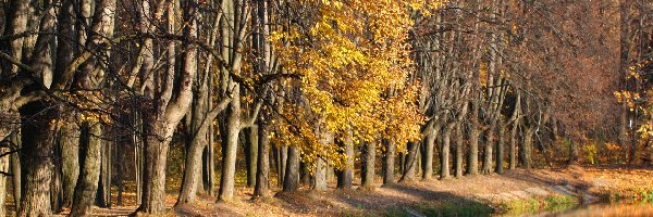Jesień, Staw, Drzewa, Park