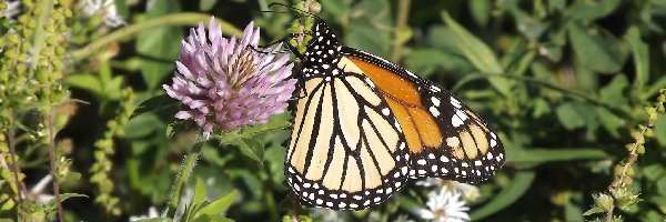 Monarch, Motyl, Kwiat