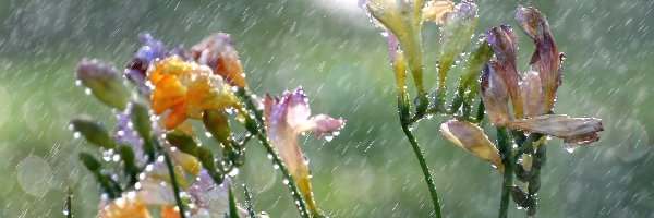 Deszcz, Kwiaty