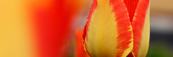Tulipan, Pomarańczowy, Żółto