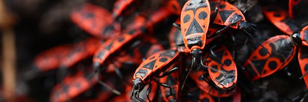 Czerwone, Owady, Robaki, Kowal Bezskrzydły