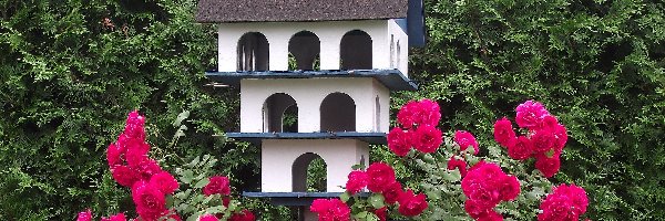 Domek dla ptaków, Róże, Kwiaty