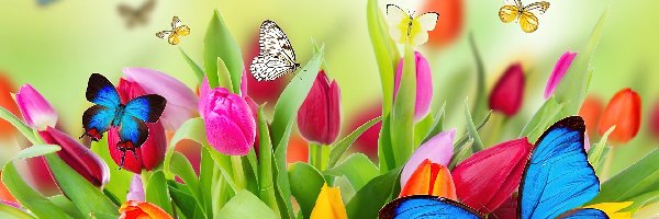 Motyle, Tulipany, Kolorowe