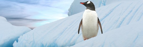 Góra lodowa, Pingwin