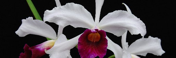 Orchidea, Kwiaty